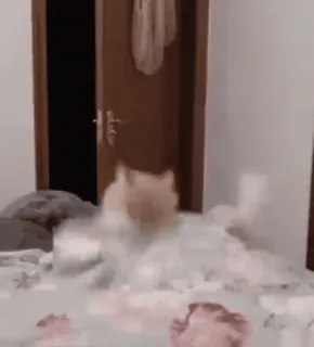 🙃 c7b77285 cat, bed, jumping, indoors, pet, animal telegram sticker