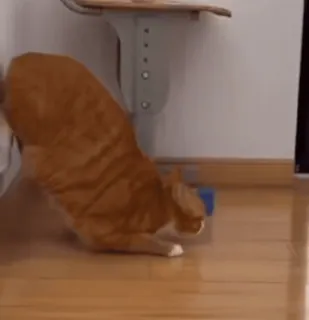 🏃 e2689792 cat, pet, animal, domestic cat, orange cat telegram sticker