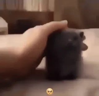 😘 e7713273 cat, kitten, pet, animal, sad, hand, cute telegram sticker