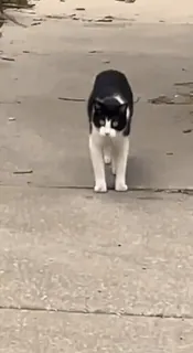 😳 ea9fe4e1 cat, animal, pet, tuxedo cat, domestic animal, mammal telegram sticker