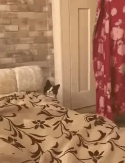 😵‍💫 ebc608ec cat, bed, animal, pet, domestic animal, lying down telegram sticker