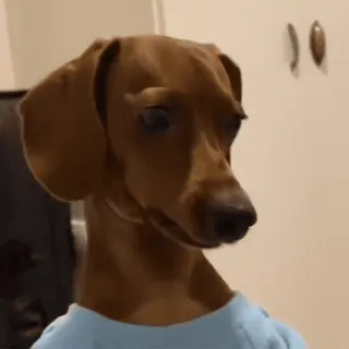 🚬 01dd567a dog, pet, animal, dachshund, cute, portrait whatsapp sticker