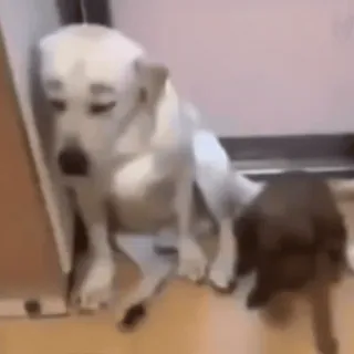 @poesiadomedo's Smudge VidPack telegram stickers