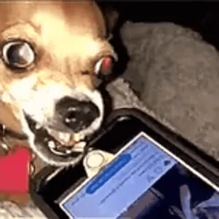 🚬 0d7c965f dog, chihuahua, phone, angry, biting, meme, funny, animal whatsapp sticker