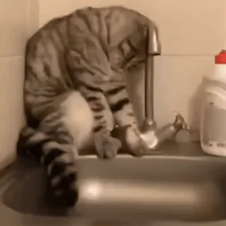 @poesiadomedo's Smudge VidPack telegram stickers