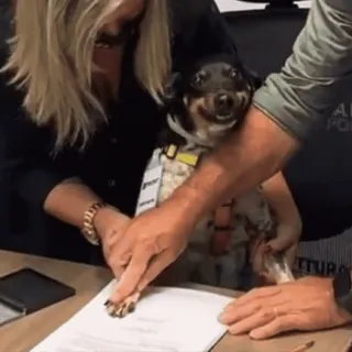 🚬 b23bd2b6 dog, signing, paw, contract, pet, office, animal whatsapp sticker