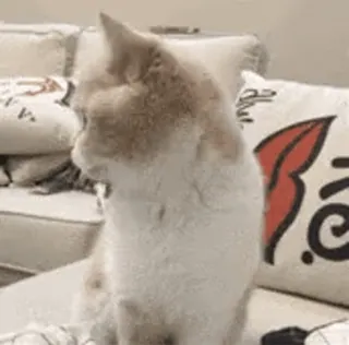 👀 50cb7d4b kucing, hewan peliharaan, hewan, domestik, anak kucing, felin telegram sticker