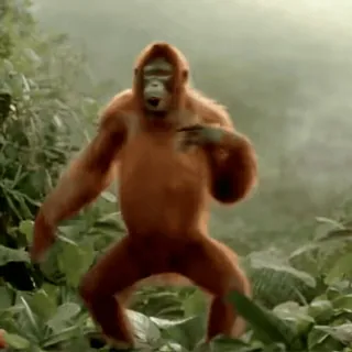 🕺 b53351b8 orangutan, monyet, binatang, kera, alam, satwa liar, primata, hutan telegram sticker