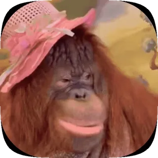 🐒 c6773569 Orangutan, Kera, Binatang, Topi, Merah Muda, Lucu, Kocak telegram sticker