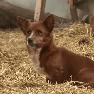 🥺 ccd8af6c anjing, hewan, binatang peliharaan, mamalia, hewan peliharaan telegram sticker