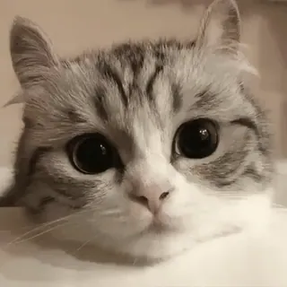 🙂 540e427a gato, gatito, lindo, mascota, animal, gato doméstico telegram sticker