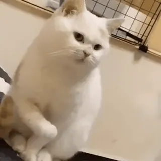 🌟 5622768e gato, gato blanco, animal, mascota, lindo, felino telegram sticker