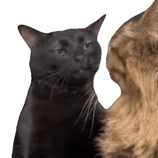 😐 5a6c57c2 gato, gato negro, animal, mascota, meme, divertido, animal doméstico, felino telegram sticker