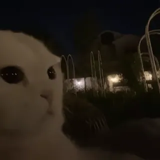 👀 c89e6897 gato, noche, animal, mascota, gato blanco, exterior telegram sticker