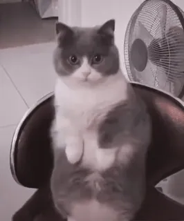 โค c5a229ce cat, animal, domestic cat, pet, sitting, chair telegram sticker