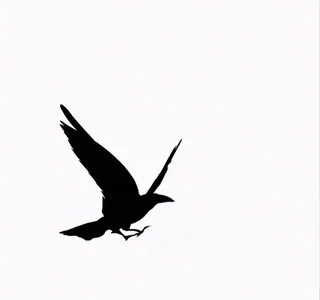 ๐ e722f67b bird, raven, silhouette, flying, black, animal telegram sticker