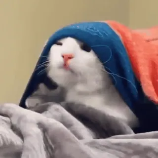 🐱 464955de cat, animal, cute, blanket whatsapp sticker