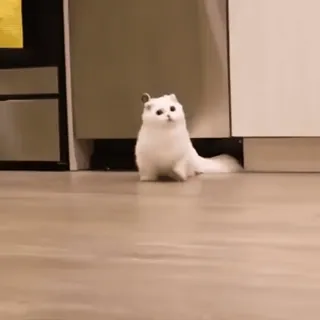 😺 1e4c24b3 кот, милый, котёнок, домашнее животное, животное, белый кот whatsapp sticker