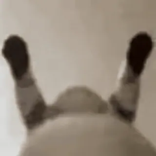 🐱 38a1e403 whatsapp sticker