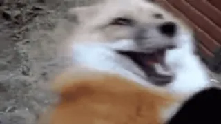 💀 4756a2c9 лиса, животное, милый, питомец, смешной, млекопитающее whatsapp sticker