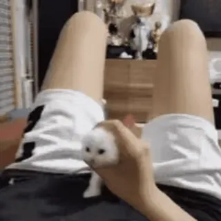 🐱 5c7c6ada котёнок, кошка, животное, милый, питомец whatsapp sticker