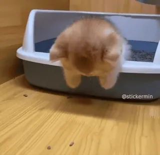 😻 c7d978e4 @stickermin кролик, питомец, животное, милый, лоток whatsapp sticker