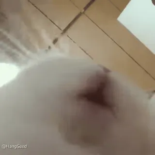 😻 e6694c23 whatsapp sticker