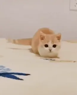 🐈 61928a66 gato, gatito, mascota, animal, lindo, felino, animal doméstico, gato pequeño telegram sticker