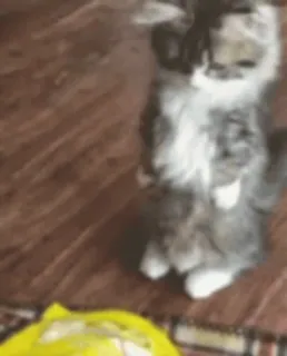 🍟 8931368c gato, lindo, animal, mascota, animal doméstico, gato doméstico telegram sticker