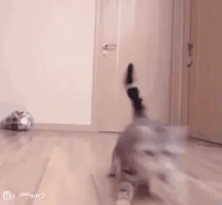 👀 8c3e3a65 gato, gatito, animal, mascota, lindo, juguetón, animal doméstico telegram sticker