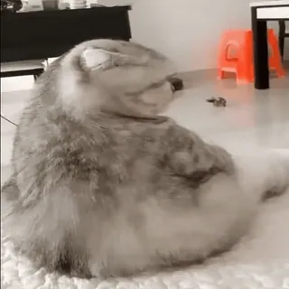 🐈 990f6f2b perro, animal, mascota, husky, sentado, animal doméstico, mamífero telegram sticker