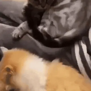 👊 9aef166b gato, perro, animales, mascota, lindo, divertido telegram sticker