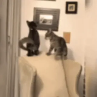 🦾 c691bc96 gatos, animales, mascotas, silla, decoración telegram sticker