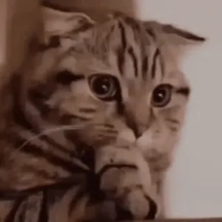 🤔 ebbd5ad8 gato, animal, felino, mascota, gato doméstico, mamífero telegram sticker