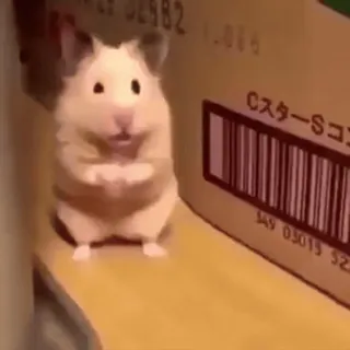 🎈 0edffd92 hamster, lucu, binatang, hewan pengerat, peliharaan, kecil whatsapp sticker