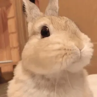 ❤️ 2160312c kelinci, bunny, hewan, imut, hewan peliharaan, mamalia whatsapp sticker