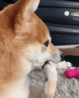 😐 27e3751c anjing, shiba inu, hewan peliharaan, binatang, lucu, ceria, kocak whatsapp sticker