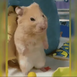 😶 3aecbfa3 hamster, binatang, hewan pengerat, imut, hewan peliharaan, berdiri whatsapp sticker