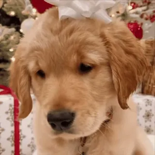 🌟 43906d24 anak anjing, anjing, golden retriever, imut, natal, liburan, hadiah, pita whatsapp sticker