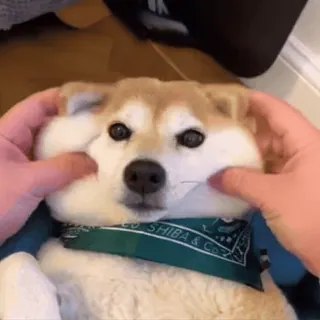 🐶 b32b403e Shiba Inu, anjing, hewan peliharaan, imut, binatang, squishy, lucu whatsapp sticker