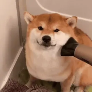 😌 cb9e2cb6 anjing, shiba inu, pengering rambut, perawatan hewan peliharaan, hewan, hewan peliharaan whatsapp sticker
