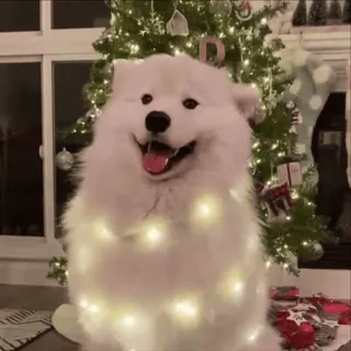 🌟 f5d0a0e2 anjing, samoyed, natal, pohon natal, lampu, liburan, meriah, lucu whatsapp sticker