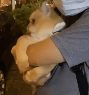 😃 1bbbf94b animal, chat, chaton, animal de compagnie, mignon, animal domestique, mammifère telegram sticker