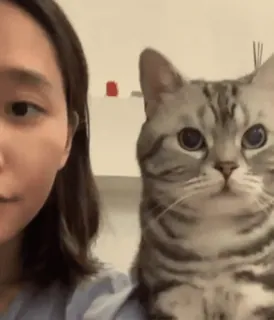 😃 2c46f458 chat, animal de compagnie, animal, mignon, chaton telegram sticker