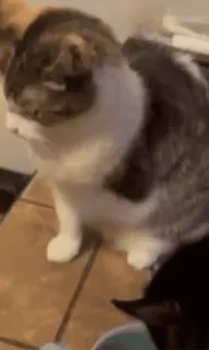 😃 43f9c84c chat, animal, animal de compagnie, animal domestique, mammifère, félin telegram sticker