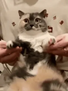 😃 5dcaa0be chat, animal de compagnie, animal, mignon, chat domestique, chat drôle telegram sticker