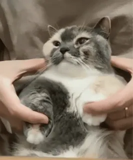 😃 679a342e chat, animal de compagnie, animal, mignon, chaton, domestique, mammifère telegram sticker