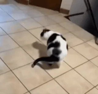 😃 6b330e73 chat, animal, animal domestique, animal de compagnie, mammifère telegram sticker