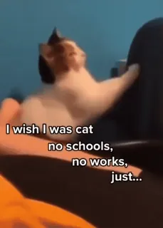 😃 85a0301e I wish I was cat
no schools,
no works,
just... chat, vœu, école, travail, paresseux telegram sticker