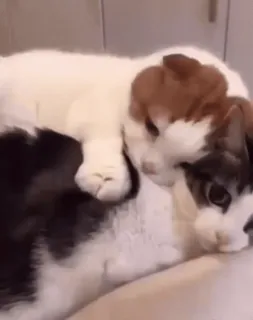 😃 8b1e50ef chat, animaux, mignon, animaux de compagnie, chaton, dormir telegram sticker